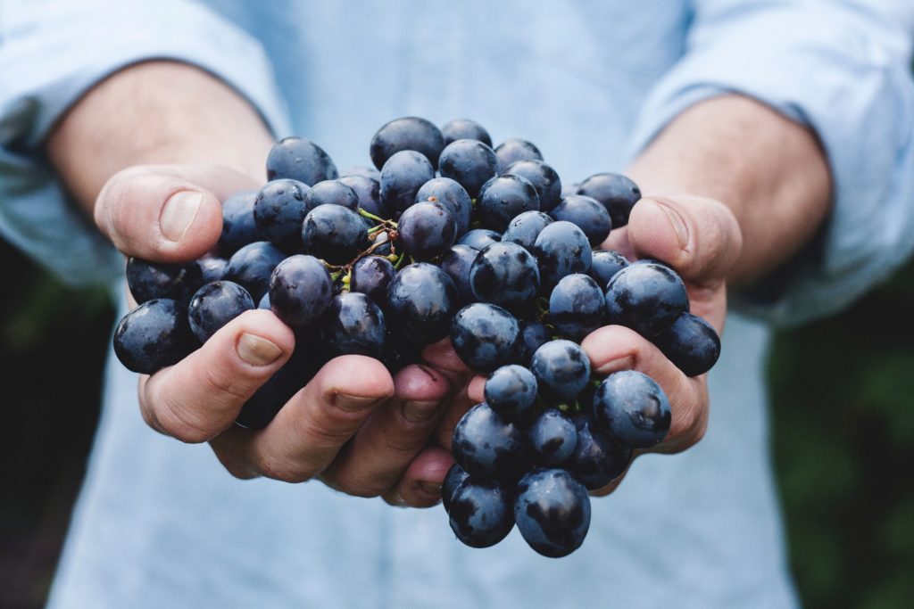 Vignoble Lobre - Mains raisins rouges