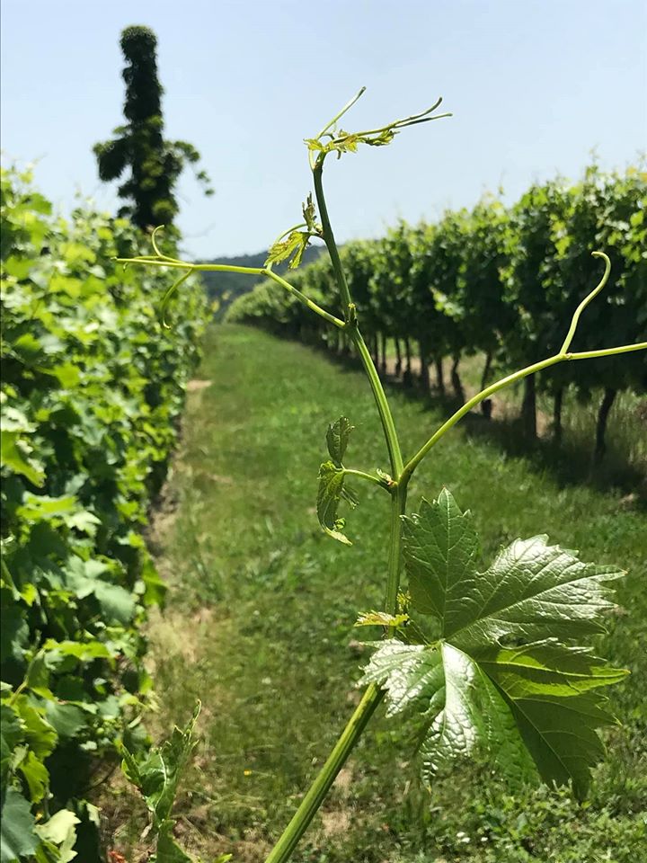 Vignoble Lobre - rang des vignes